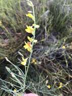 Image of Lebeckia contaminata (L.) Thunb.