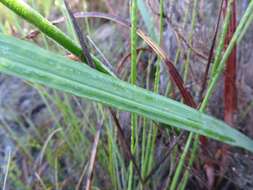 Image of Tritoniopsis lata (L. Bolus) G. J. Lewis