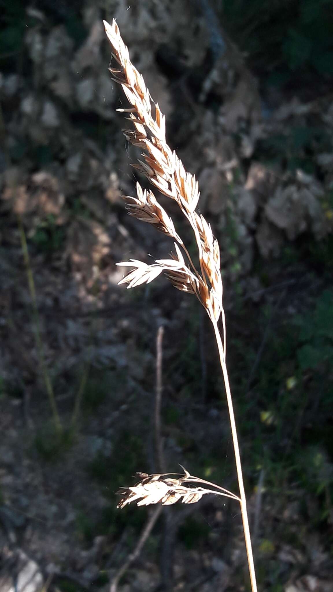 Image of Festuca paniculata (L.) Schinz & Thell.