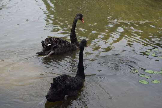 Image of Black Swan