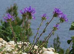 Imagem de Campanula lingulata Waldst. & Kit.