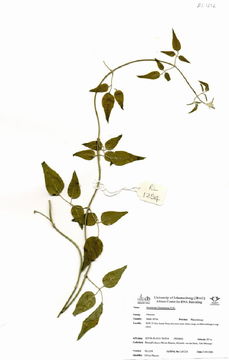 Image of jazmin de trapo