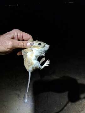 Image of Giant Kangaroo Rat