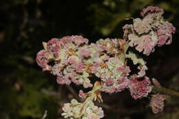 Image of Iberian white oak