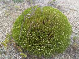 Image of Helichrysum asperum (Thunb.) Hilliard & Burtt