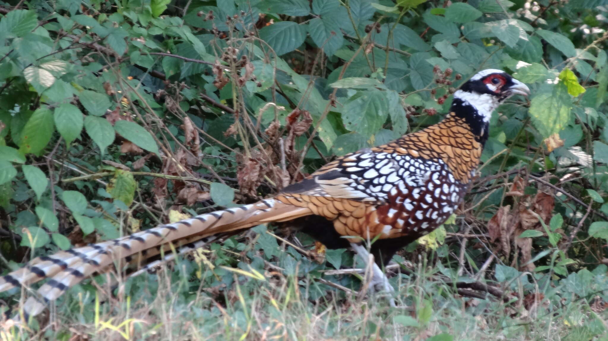 Image de Faisan vénéré