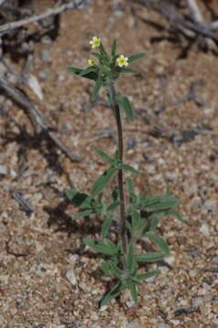 Image of Zaluzianskya benthamiana Walp.