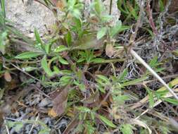 Image of Silene secundiflora Otth