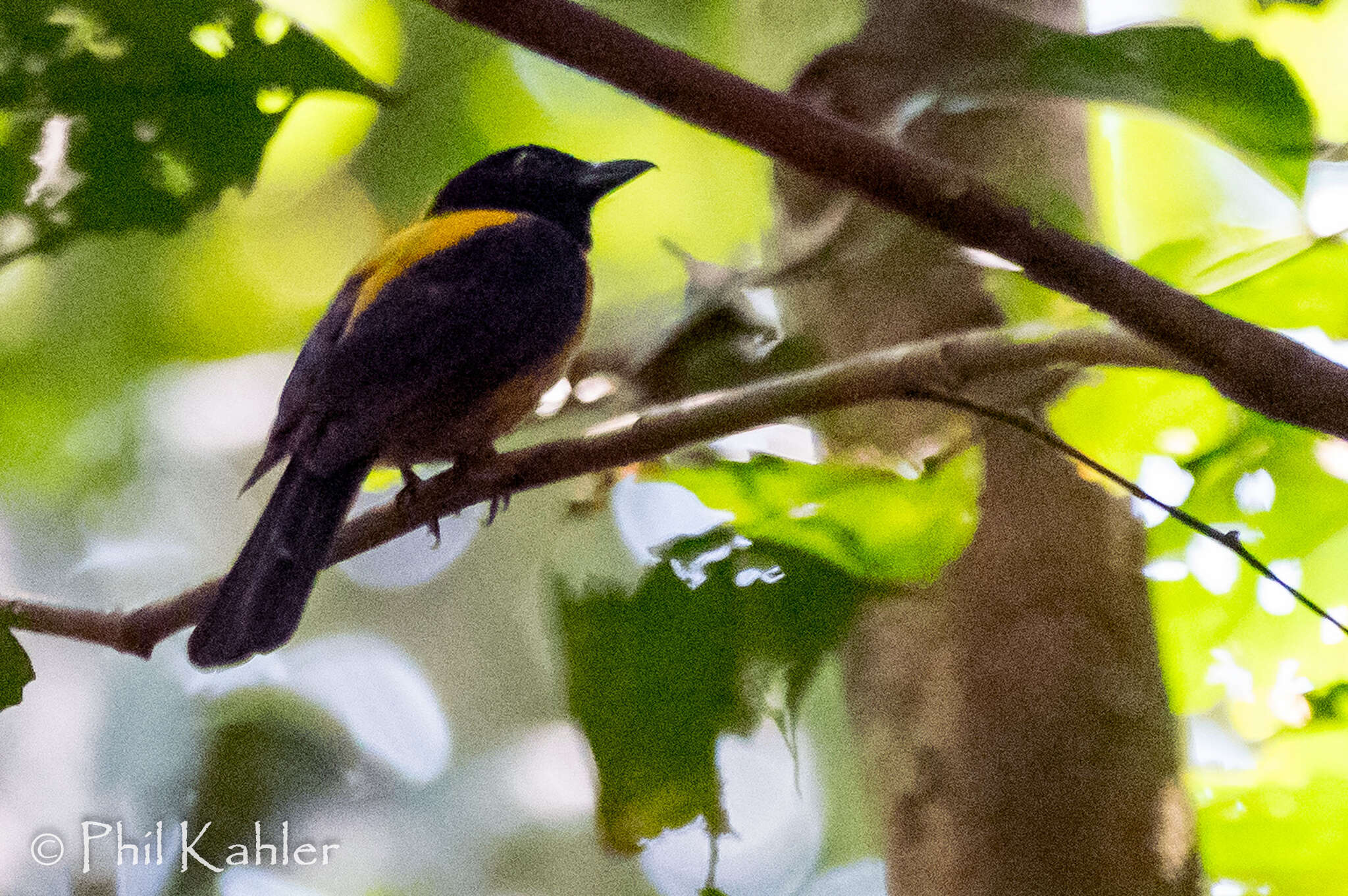 Image of Fulvous Shrike-Tanager