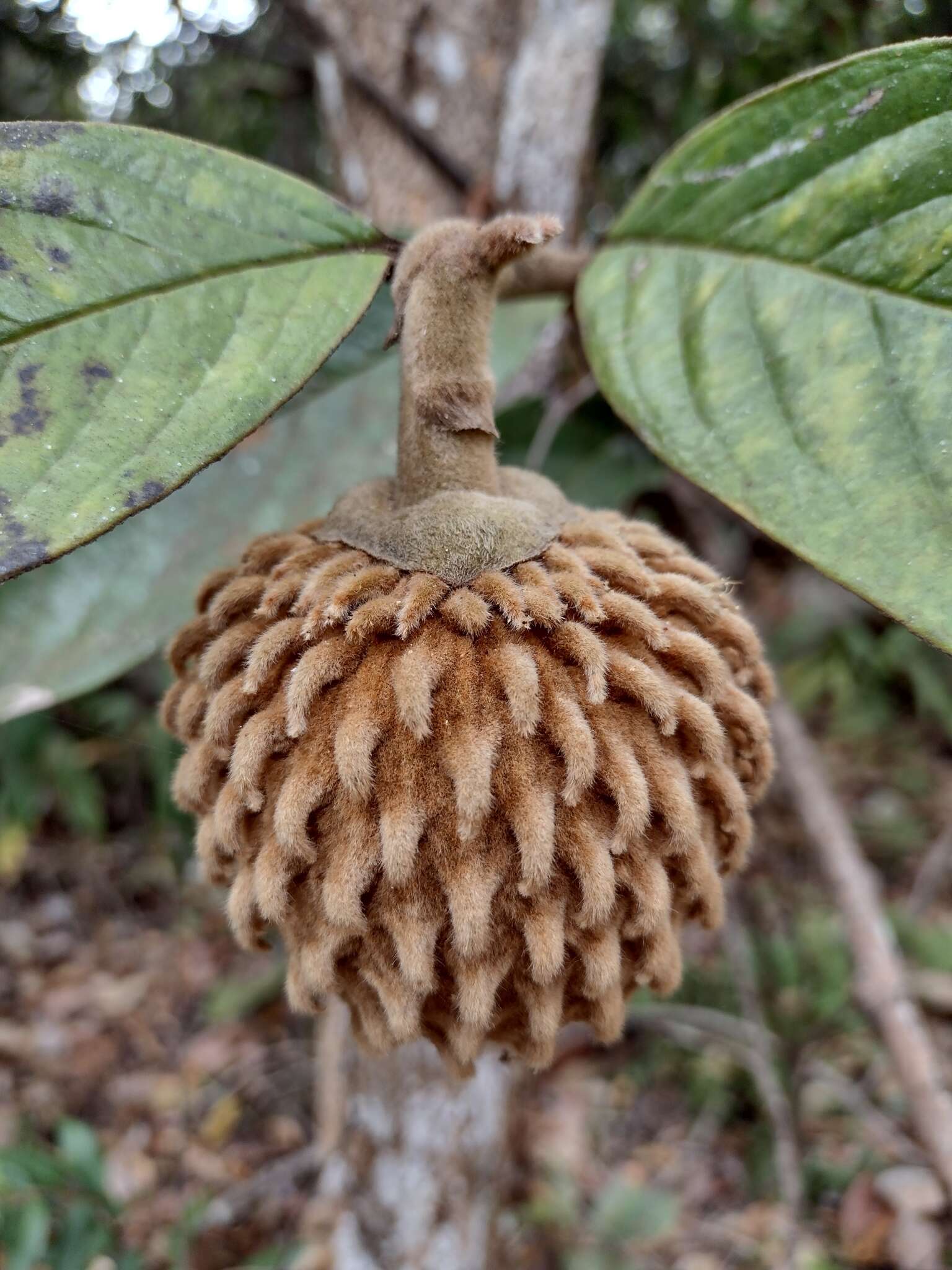 Image of Annona monticola Mart.