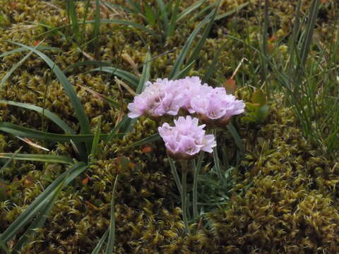 Image of thrift seapink