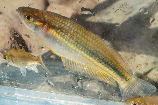 Image of Crimson-spotted rainbowfish