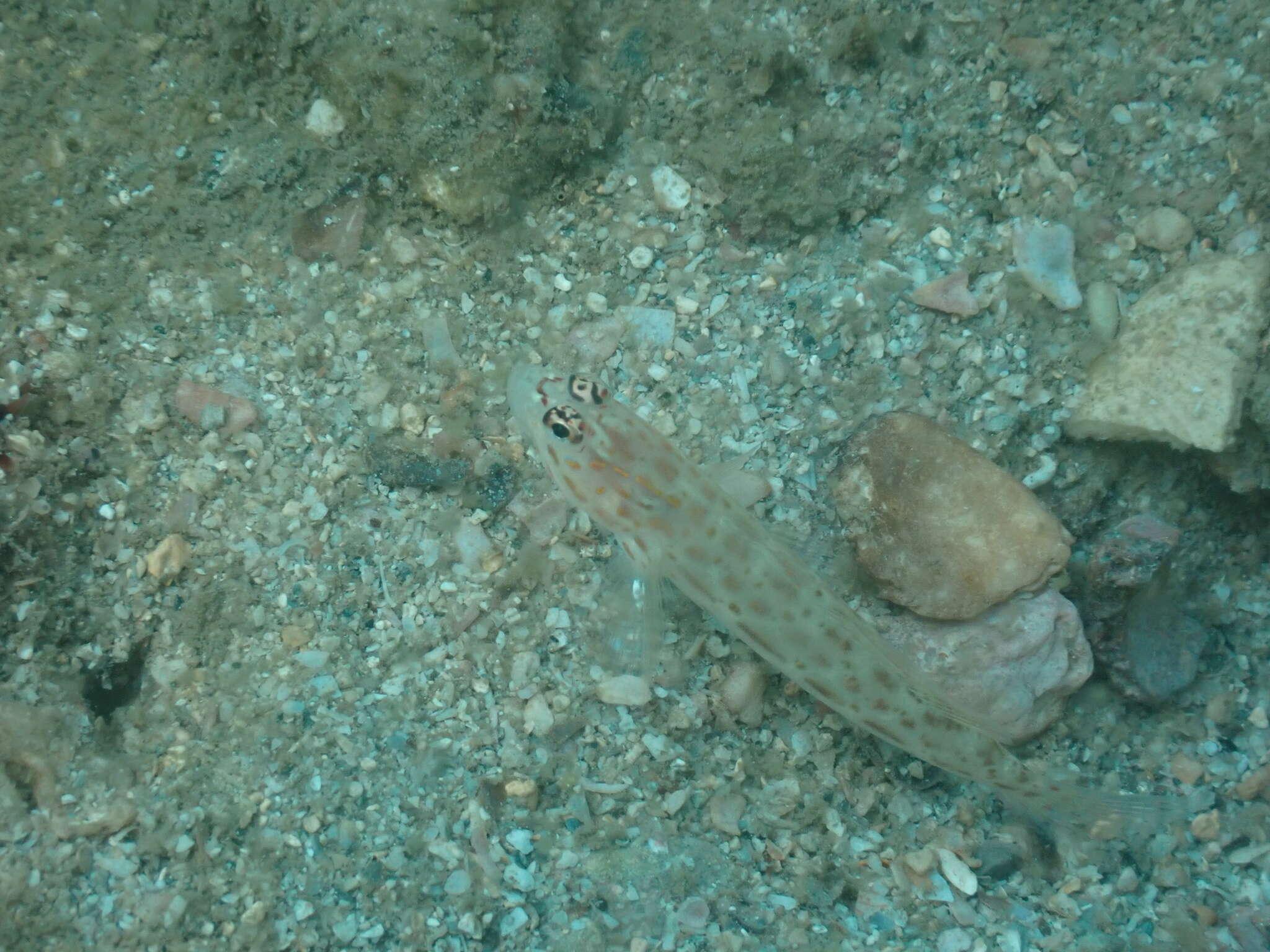 Image of Gold-specked prawn-goby