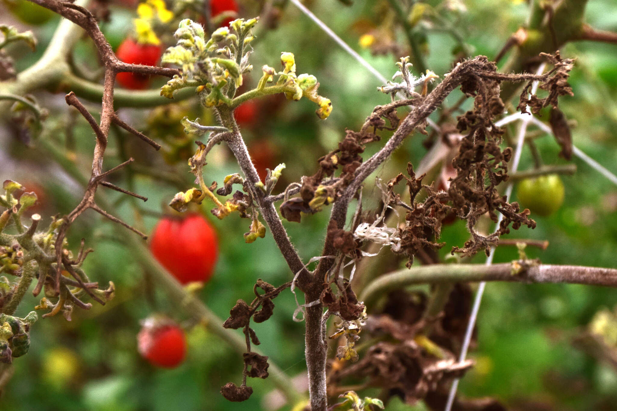 Image of Phytophthora de Bary 1876