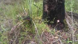 Image of Caladenia spectabilis Hopper & A. P. Br.