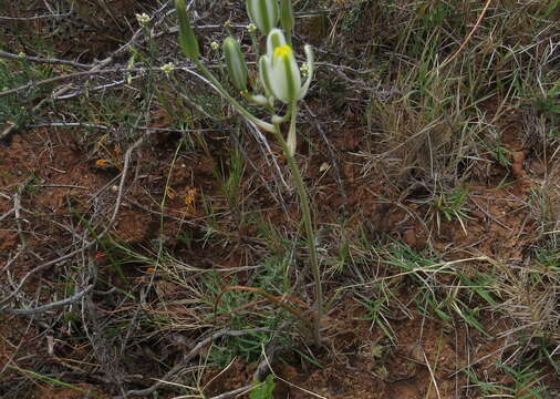 Image of Albuca longipes Baker