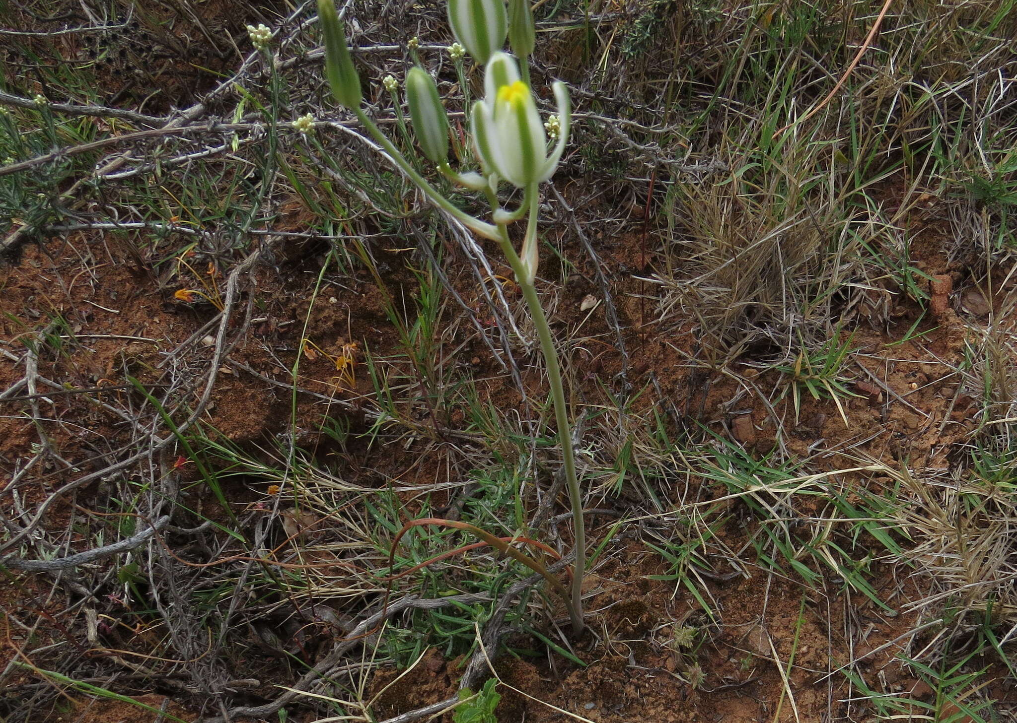 Image de Albuca longipes Baker