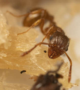 صورة Tetramorium frigidum Arnold 1926