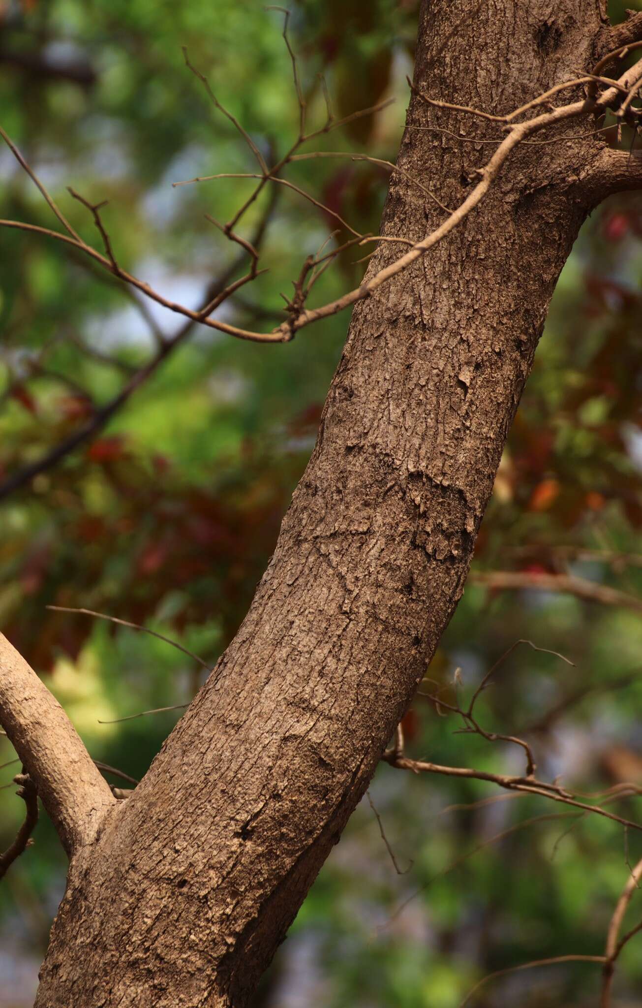 Imagem de Bauhinia malabarica Roxb.