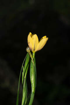 Image of Sisyrinchium angustissimum (B. L. Rob. & Greenm.) Greenm. & C. H. Thomps.