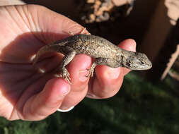 Image of Sceloporus tristichus Cope 1875