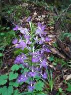 Image de Platanthera shriveri P. M. Br.