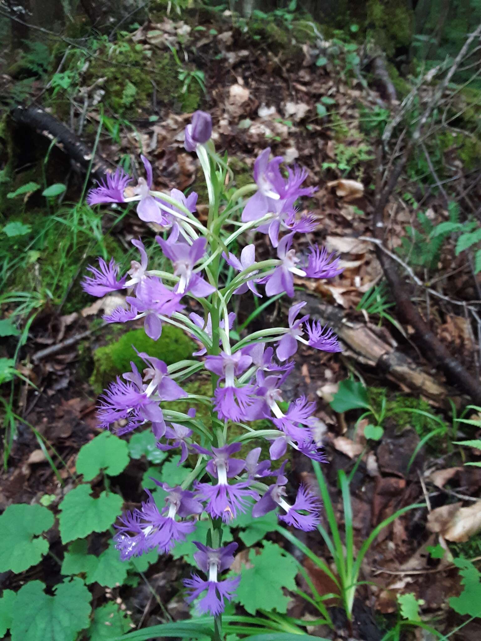 Image de Platanthera shriveri P. M. Br.