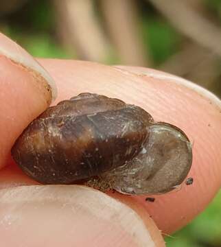 Image of reddish snail