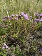 Image of Thymus pallasianus Heinr. Braun