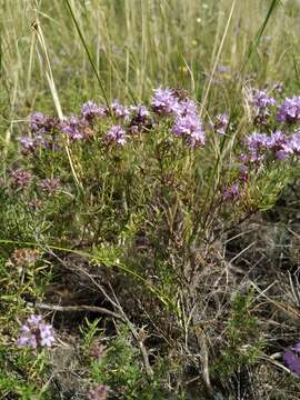 Sivun Thymus pallasianus Heinr. Braun kuva