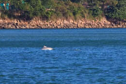 Image of Estuarine Dolphin