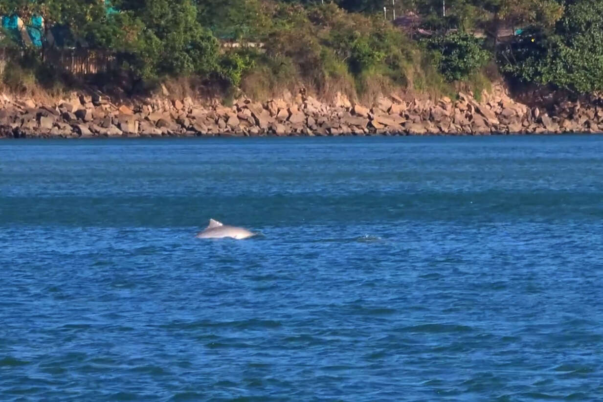 Image of Estuarine Dolphin