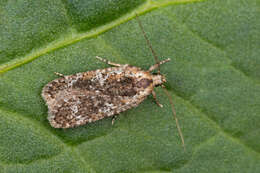 Image of Agonopterix hypericella Hübner 1816