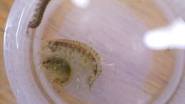 Gammarus fasciatus Say 1818 resmi