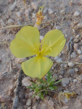 Image of showy evening primrose