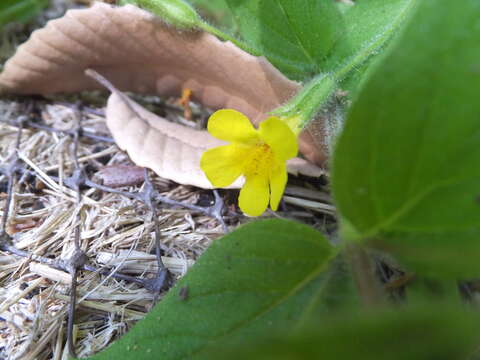 Image of Muskflower