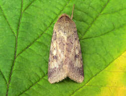 Image of cotton bollworm