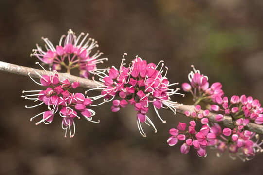 Image of Melicope rubra (Lauterb. & K. Schum.) T. G. Hartley