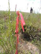 Imagem de Watsonia aletroides (Burm. fil.) Ker Gawl.