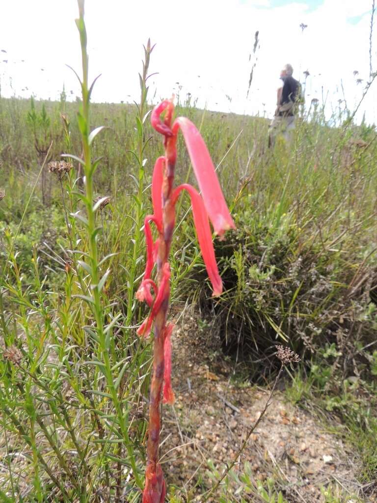 Слика од Watsonia aletroides (Burm. fil.) Ker Gawl.