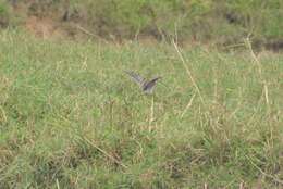 Image of Pin-tailed Snipe