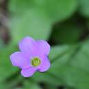 Image of Drummond's woodsorrel