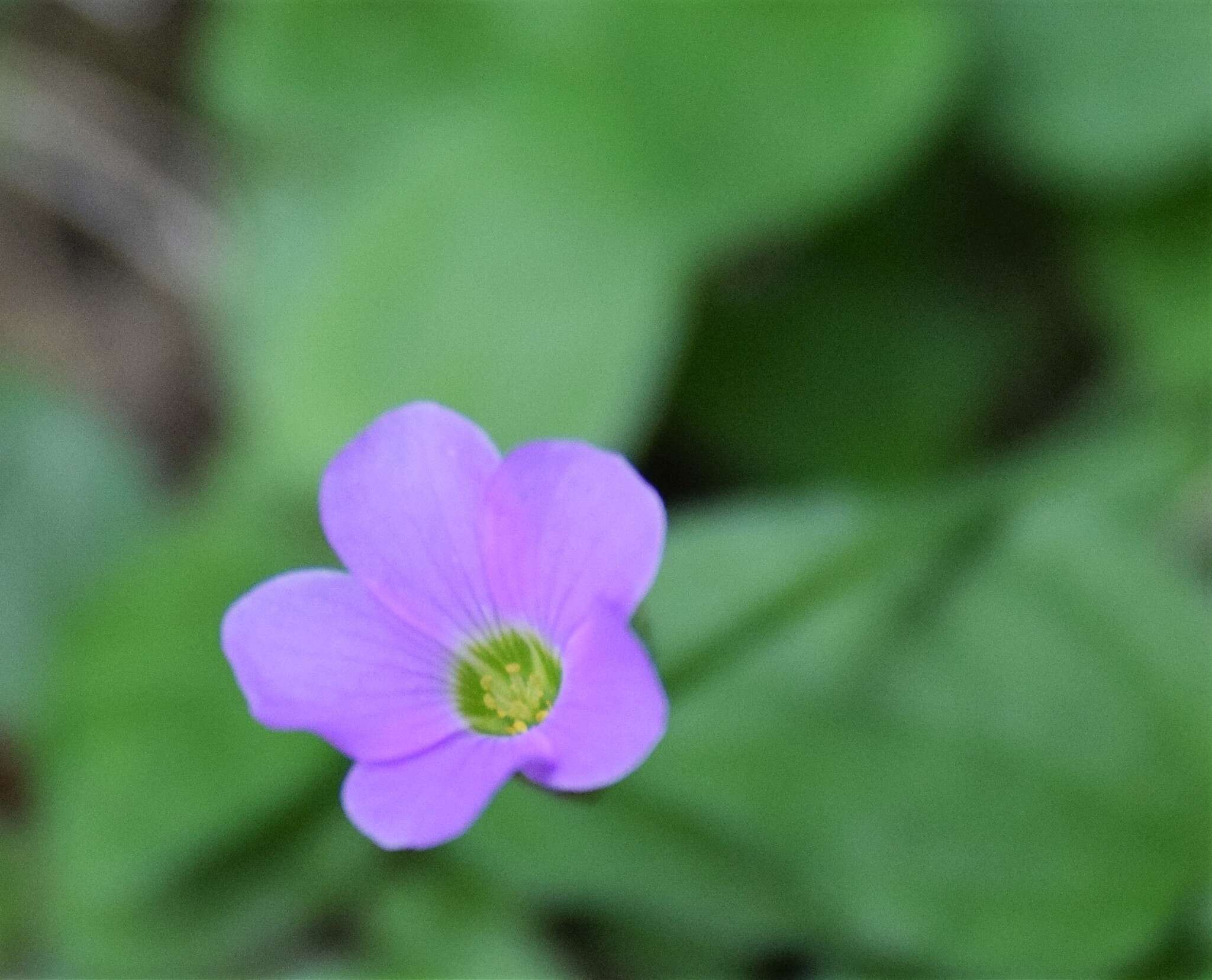 Sivun Oxalis drummondii A. Gray kuva