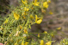Image of Ononis natrix subsp. ramosissima (Desf.) Batt.