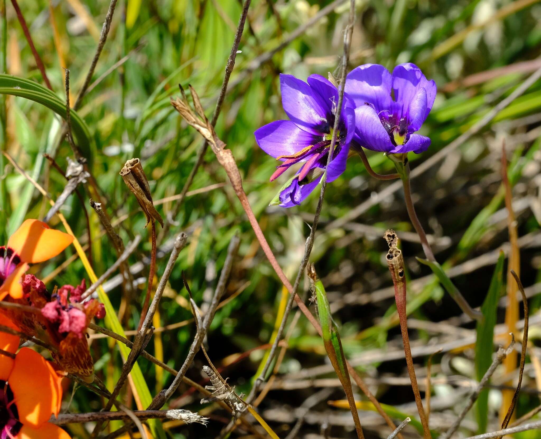 Image of Geissorhiza splendidissima Diels