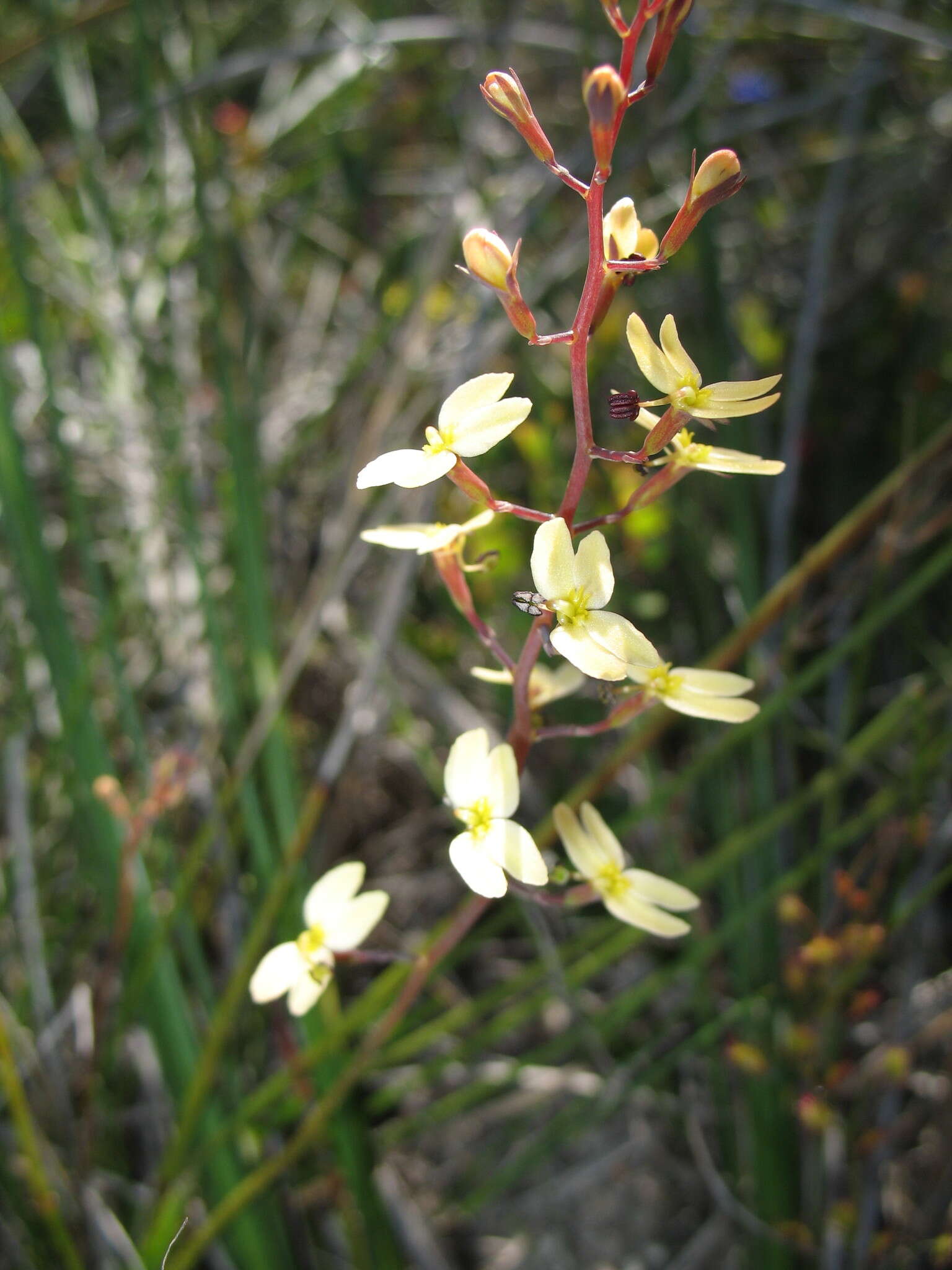 Image of Stylidium gloeophyllum Wege