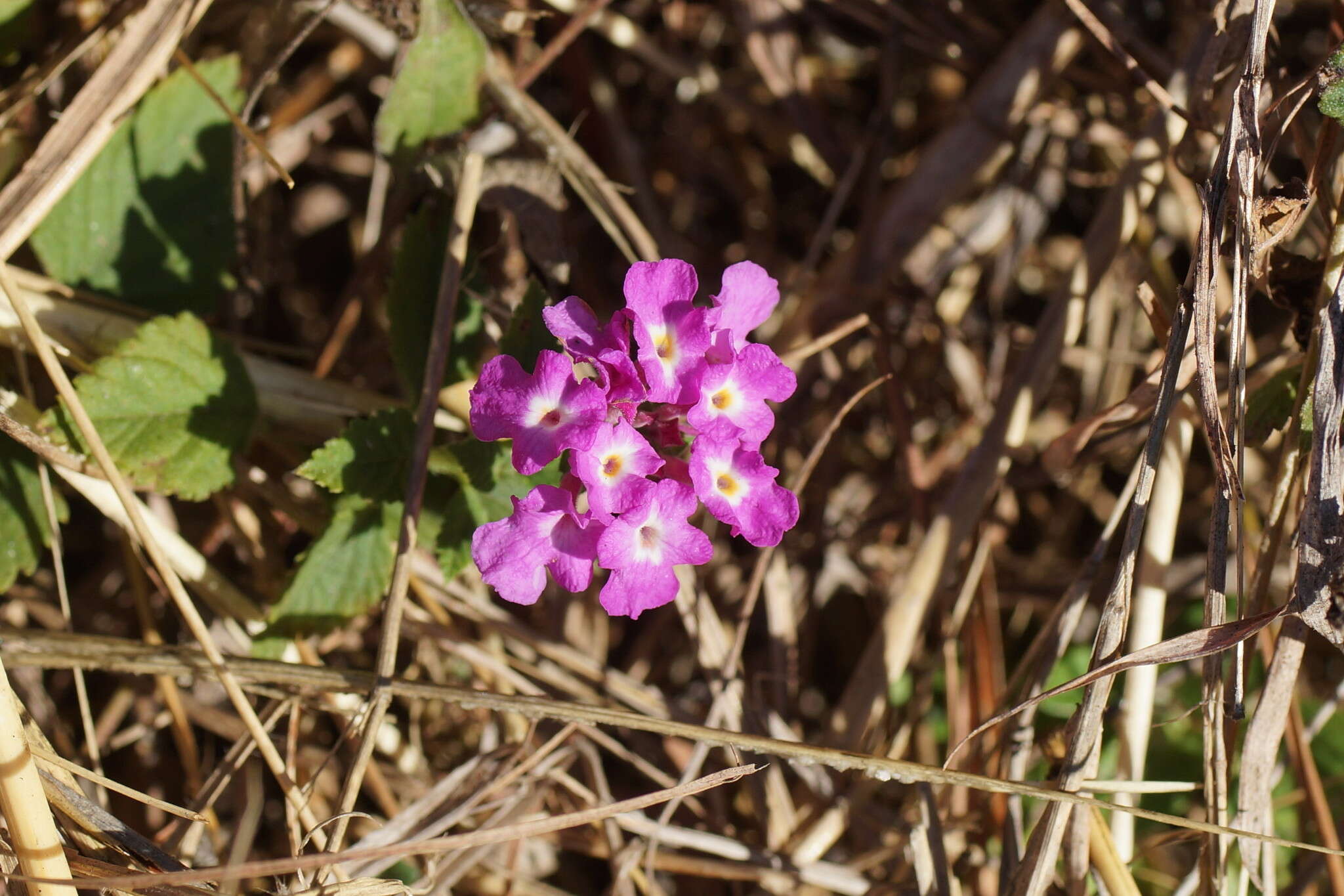 Image of trailing shrubverbena