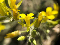 Image of Physaria arenosa (Richardson) O'Kane & Al-Shehbaz