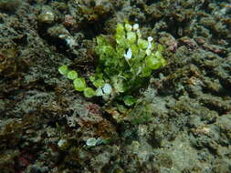 Image of Halimeda discoidea