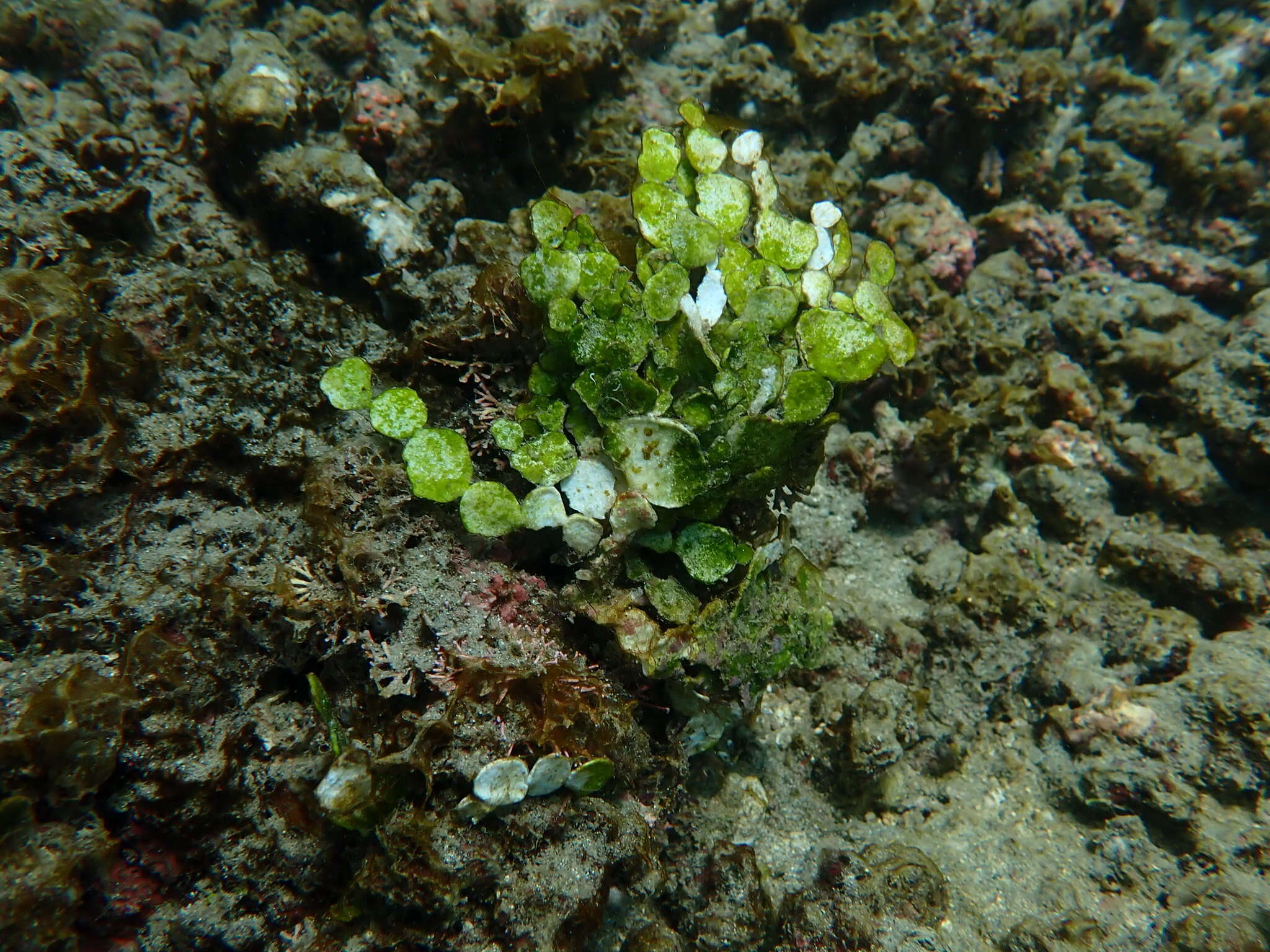 Image of Halimeda discoidea